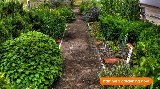 outdoor-herb-gardens-22_7 Открити билкови градини