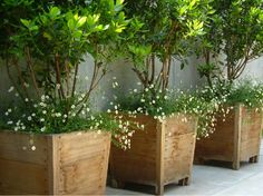 outdoor-patio-plants-91_12 Открит вътрешен двор растения