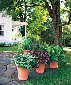 outdoor-patio-plants-91_3 Открит вътрешен двор растения