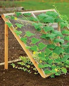 outdoor-vegetable-garden-ideas-33_12 Идеи за зеленчукова градина На открито