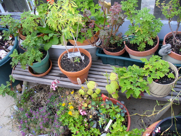 patio-garden-plants-27_13 Вътрешен двор градински растения