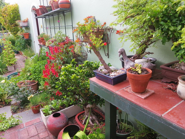 patio-garden-plants-27_6 Вътрешен двор градински растения