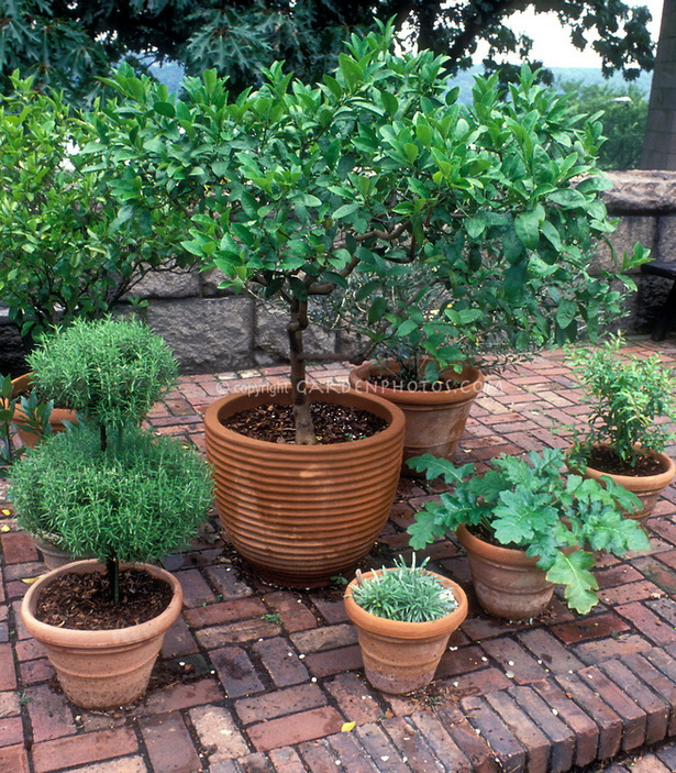 patio-herb-garden-containers-12_19 Вътрешен двор билкова градина контейнери