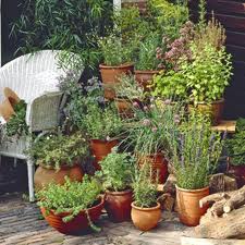 patio-herb-garden-42_18 Вътрешен двор билкова градина