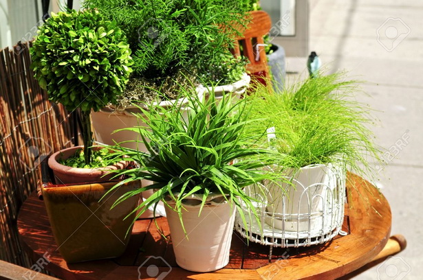 patio-plants-85_14 Патио растения