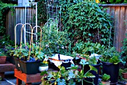 patio-vegetable-garden-02_11 Вътрешен двор зеленчукова градина