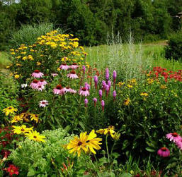 perennial-flower-beds-33 Многогодишни цветни лехи