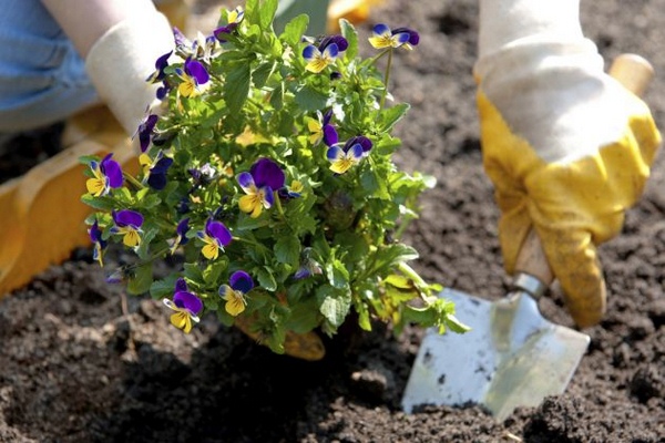 planting-a-flower-bed-93_9 Засаждане на цветна леха