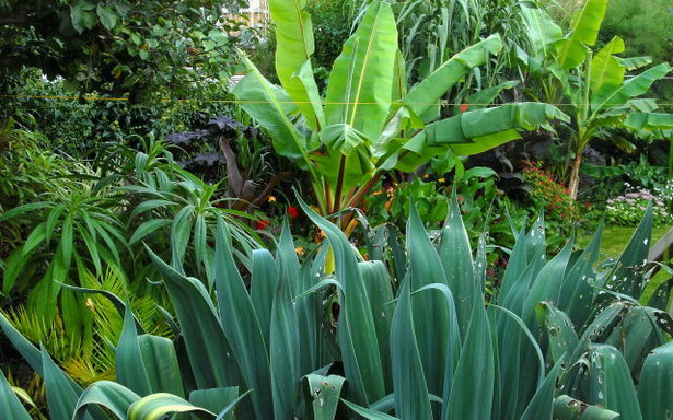 planting-a-tropical-garden-56_10 Засаждане на тропическа градина