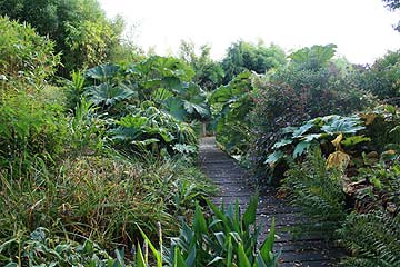 planting-a-tropical-garden-56_12 Засаждане на тропическа градина