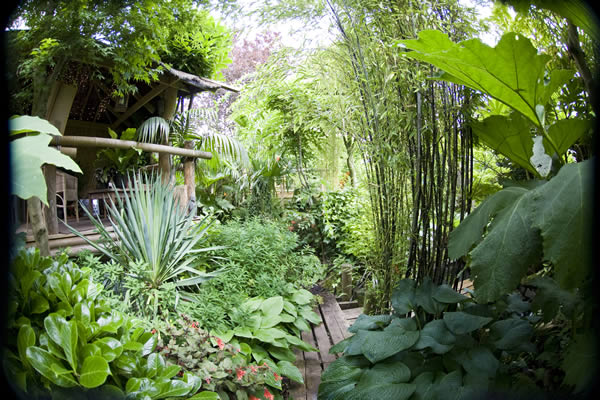 planting-a-tropical-garden-56_20 Засаждане на тропическа градина