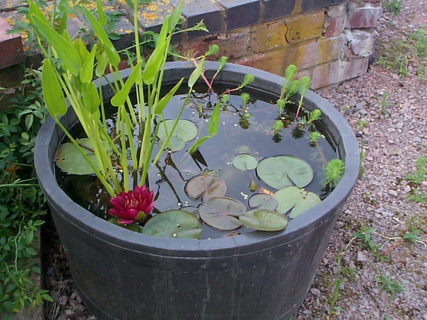 plants-for-garden-ponds-74_13 Растения за градински езера