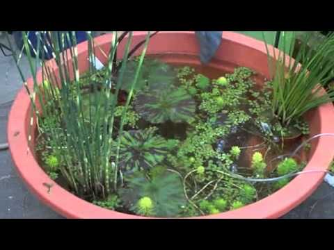 plants-for-garden-ponds-74_14 Растения за градински езера
