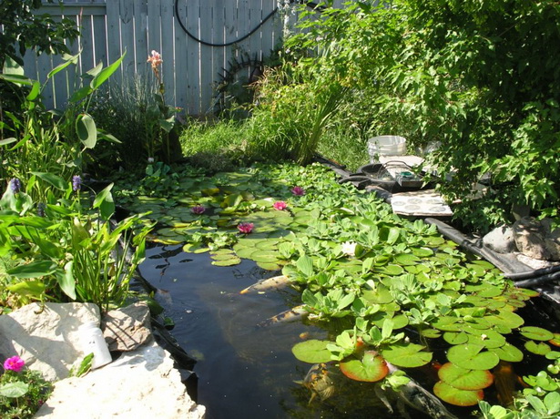 plants-for-garden-ponds-74_16 Растения за градински езера
