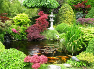 plants-for-garden-ponds-74_20 Растения за градински езера