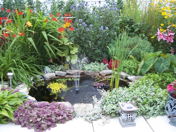 plants-for-garden-ponds-74_3 Растения за градински езера