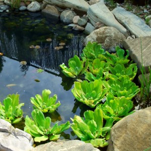 plants-for-garden-ponds-74_7 Растения за градински езера