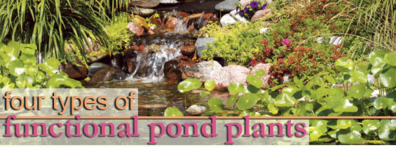 plants-for-garden-ponds-74_8 Растения за градински езера