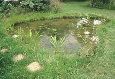 pond-in-a-garden-85_4 Езерце в градина