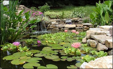 pond-in-the-garden-58_11 Езерце в градината