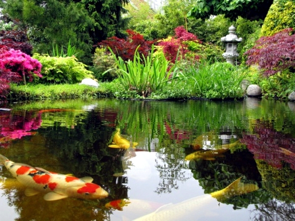 pond-in-the-garden-58_12 Езерце в градината