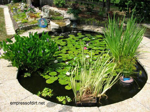 pond-planting-ideas-78_7 Идеи за засаждане на езерце