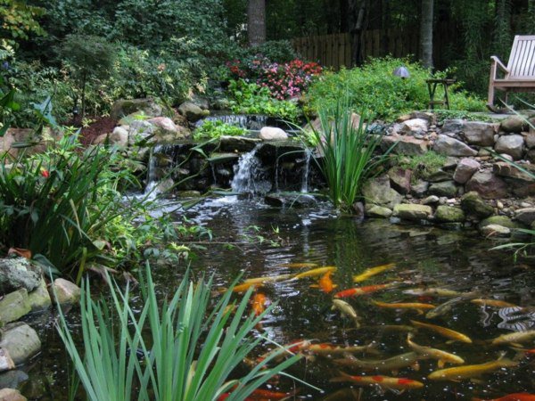 pond-planting-ideas-78_9 Идеи за засаждане на езерце