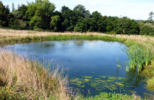 pond-22_2 Езерце