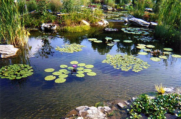 pond-22_7 Езерце