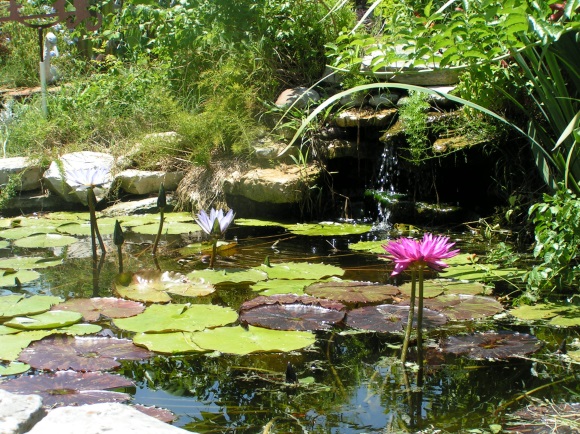 ponds-and-water-gardens-29 Езера и водни градини