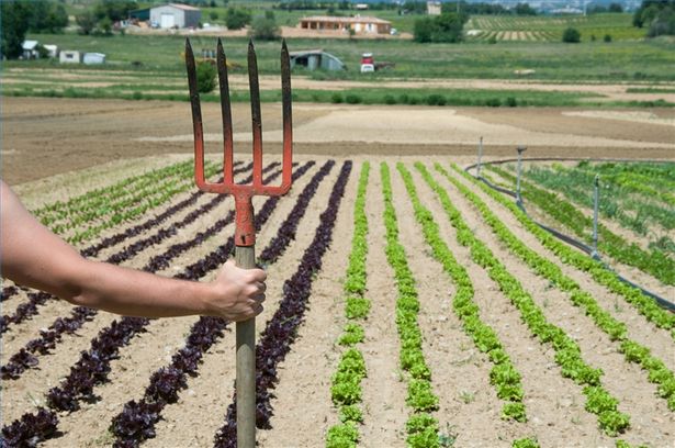 preparing-a-vegetable-garden-92_19 Подготовка на зеленчукова градина