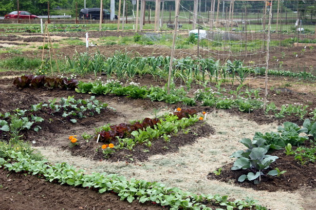 preparing-a-vegetable-garden-92_6 Подготовка на зеленчукова градина