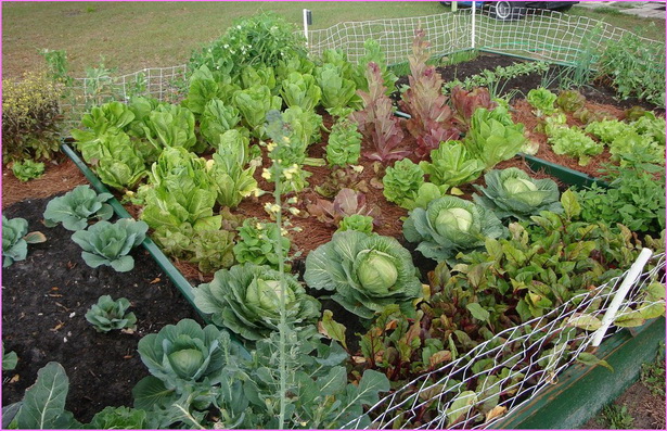 raised-bed-designs-vegetable-gardens-24_9 Повдигнати легло дизайни зеленчукови градини