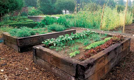 raised-bed-garden-vegetables-54_9 Повдигнати легло градински зеленчуци