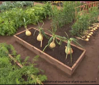 raised-bed-vegetable-gardens-34_10 Повдигнати легло зеленчукови градини