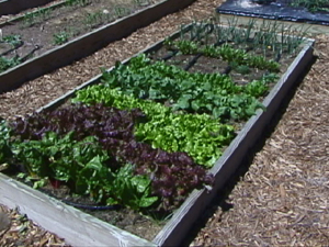 raised-bed-vegetable-gardens-34_7 Повдигнати легло зеленчукови градини