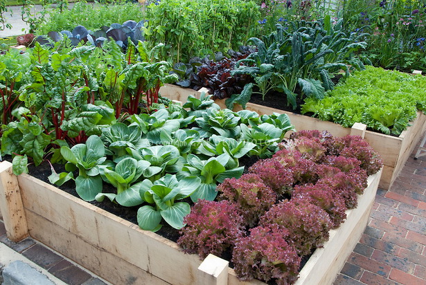 raised-bed-veggie-gardens-43 Повдигнати легло вегетариански градини