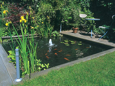 shallow-garden-pond-19_14 Плитко градинско езерце