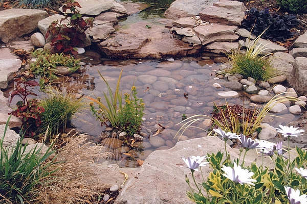 shallow-garden-pond-19_3 Плитко градинско езерце
