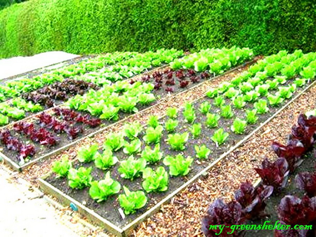 Прост дизайн на зеленчукова градина