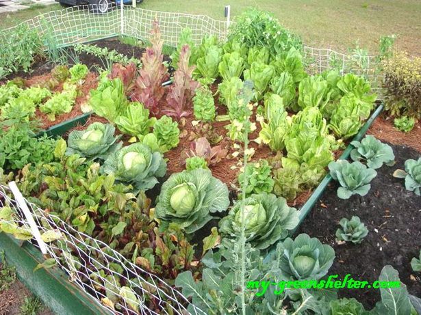 simple-vegetable-garden-design-69_4 Прост дизайн на зеленчукова градина