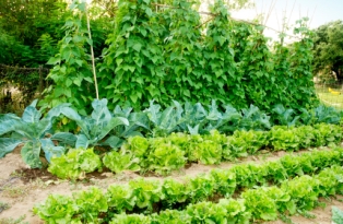 simple-vegetable-garden-21_8 Проста зеленчукова градина