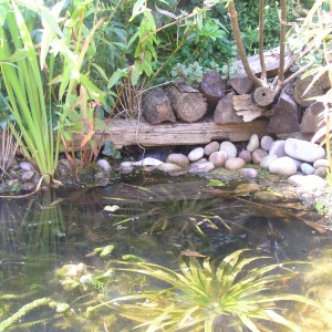 small-garden-wildlife-pond-08_16 Малка градинска дива природа езерце