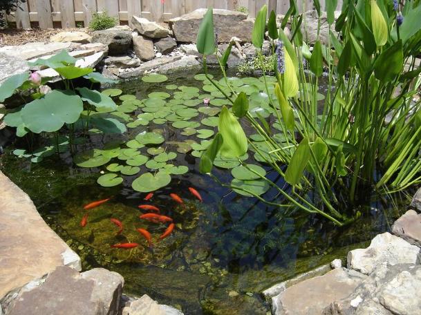 small-goldfish-pond-ideas-94_7 Малки идеи за езерце за златни рибки