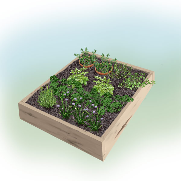 small-herb-garden-plan-88 План за малка билкова градина