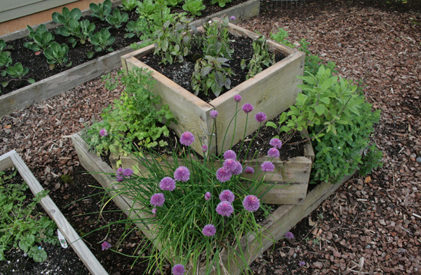 small-herb-garden-plan-88_10 План за малка билкова градина