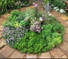 small-herb-garden-plan-88_12 План за малка билкова градина
