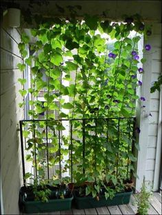 small-porch-garden-ideas-95_13 Малка веранда градински идеи
