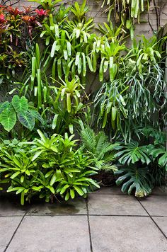 small-tropical-garden-design-pictures-95_12 Малка тропическа градина дизайн снимки