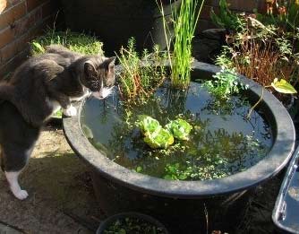 small-water-garden-ideas-56_11 Идеи за малка водна градина